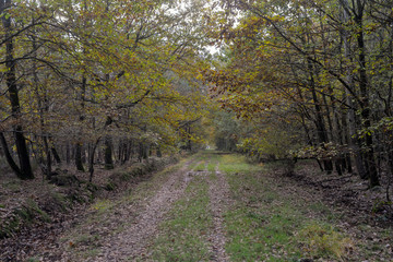 Forêt de Sénart, Essonne, 91