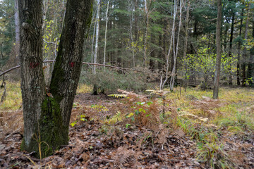 Forêt de Sénart, Essonne, 91
