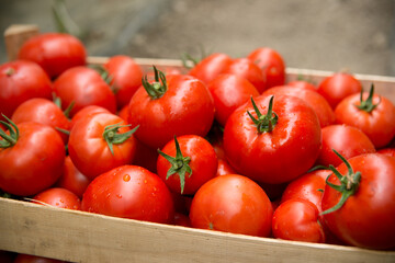 Box of bright red tomatoes ready for sale at a farmer market
