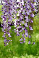 Fototapeta premium 平等院の藤の花