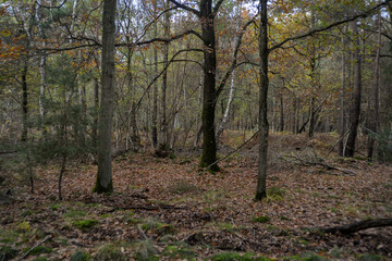 Forêt de Sénart, Essonne, 91