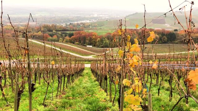 Panoramic view of Schengen vineyards in Luxembourg on a misty autumn day. Yellow vine leaves flickering on the wind. Forest in fall. Nature concept video.