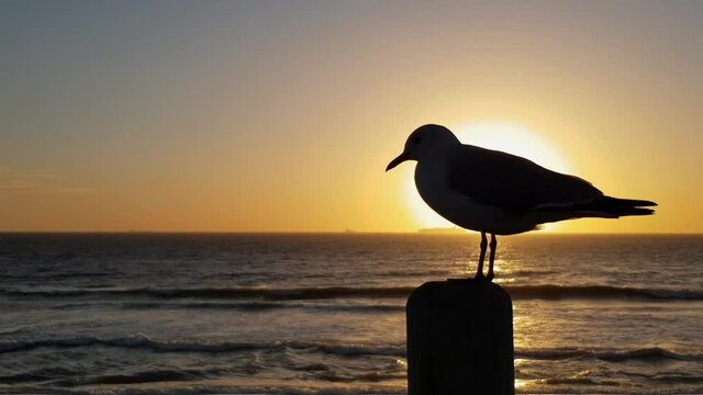 Closeup sideview of seagull silhouette, backlit by sun. Ship and boat on ocean horizon. Kitesurfer on sea. Waves rolling in on beach. Seagull opening its beak. Magical beach sunset. Solitude at dusk.