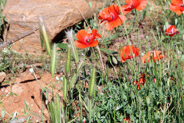 Poppies
