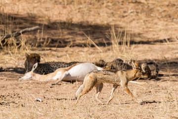 Chacal à chabraque, Canis mesomelas, Afrique