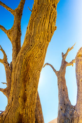 Dead acacias in sossusvlei, Namibia, Africa