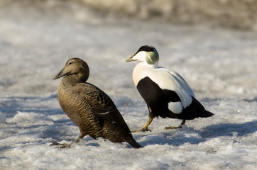 Eider à duvet, male, femelle, Somateria mollissima, Common Eider