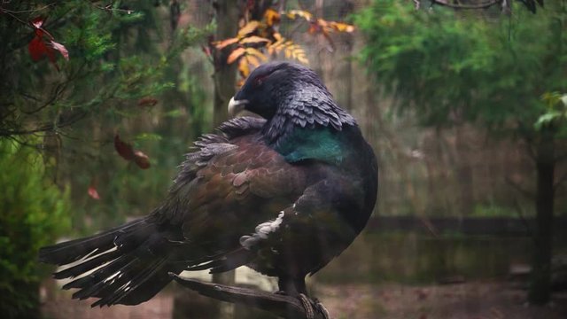 Capercaillie brushes his feathers 50FPS
