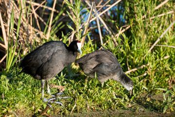 Foulque caronculée,.Fulica cristata, Red knobbed Coot