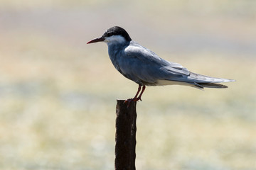 Guifette moustac,.Chlidonias hybrida,  Whiskered Tern