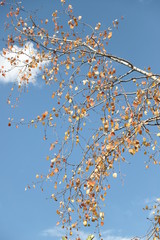 Beautiful autumn landscape with yellow trees and sun. Colorful foliage in the park. Falling leaves natural background .Autumn season concept