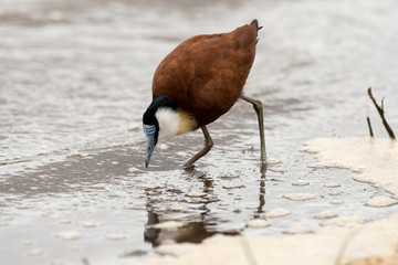 Jacana à poitrine dorée,.Actophilornis africanus, African Jacana, Parc national Kruger, Afrique du Sud