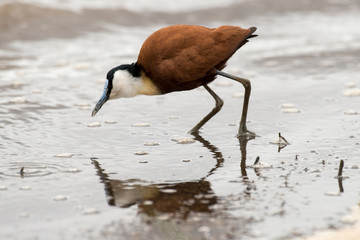 Jacana à poitrine dorée,.Actophilornis africanus, African Jacana, Parc national Kruger, Afrique du Sud