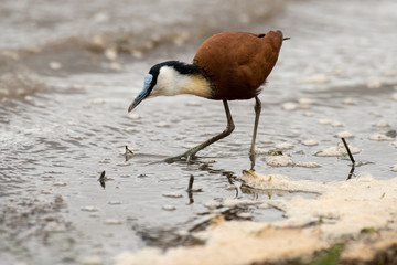 Jacana à poitrine dorée,.Actophilornis africanus, African Jacana, Parc national Kruger, Afrique du Sud