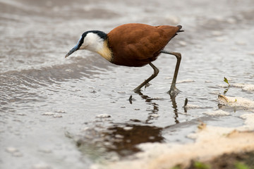 Jacana &agrave; poitrine dor&eacute;e,.Actophilornis africanus, African Jacana, Parc national Kruger, Afrique du Sud