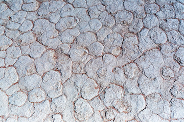 The wildlife in the desert of Namibia