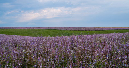 Naklejka na ściany i meble Clary sage field. Valensole, Provence, France. French sage field Nature flower background.