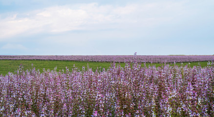 Fototapeta premium Clary sage field. Valensole, Provence, France. French sage field Nature flower background.