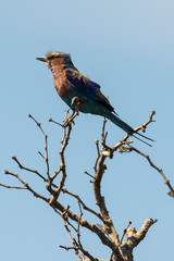 Rollier à longs brins,. Coracias caudatus, Lilac breasted Roller