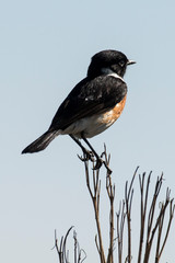 Tarier pâtre, Traquet pâtre, Saxicola rubicola,  European Stonechat