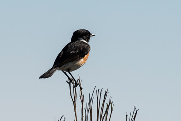 Tarier pâtre, Traquet pâtre, Saxicola rubicola,  European Stonechat