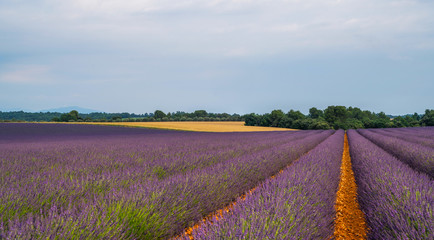 Fototapeta na wymiar Majestic colorful fields near Valensole touristic village, Provence region, France, Europe. Tourism or vacation travel concept. Spring lavender background. Flower background.