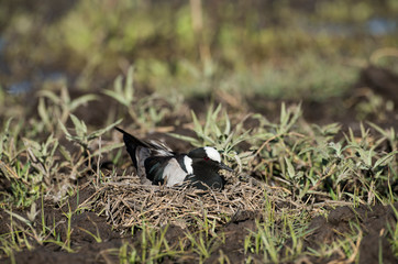 Vanneau armé, nid,.Vanellus armatus, Blacksmith Lapwing