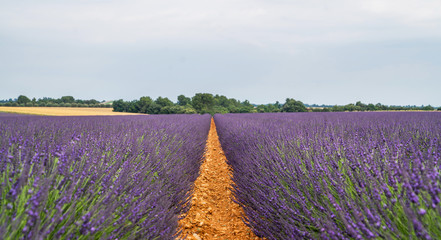Fototapeta premium Majestic colorful fields near Valensole touristic village, Provence region, France, Europe. Tourism or vacation travel concept. Spring lavender background. Flower background.
