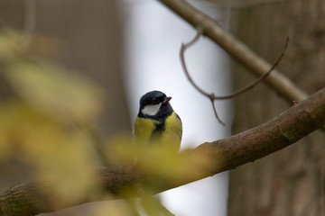 great tit on a branch