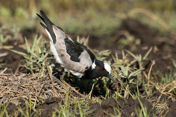 Vanneau armé, Vanellus armatus, Blacksmith Lapwing