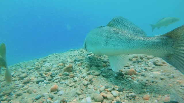 Big Walleye, Zander or Pike-perch (Sander lucioperca). Underwater video of fresh water fish. Predator fish. Swimming pike perch. Nature light. Lake habitat. Clear water.