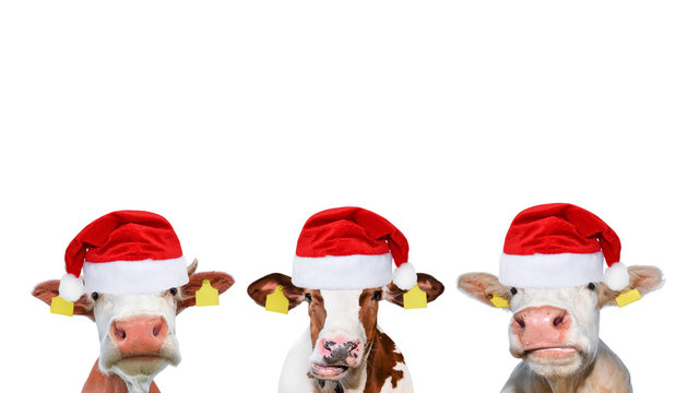 Three funny different cows in Christmas or Santa Claus hats.