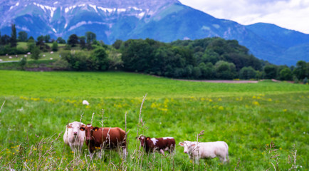 Fototapeta na wymiar Cows on a grassy field on a bright and sunny day. Summer green field. Cows on the field with blue and green background.