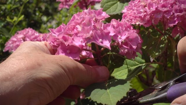 Closeup slow motion shot of a man&rsquo;s hands cutting a single, pink, hydrangea from a bush.