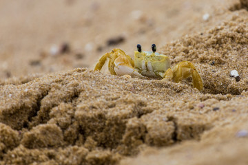 crab on the sand, Taquaras beach, Brazil