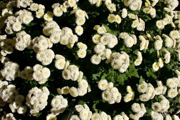 white flowers in garden