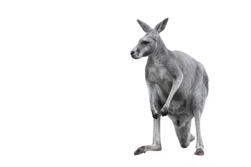 Badkamer foto achterwand Male kangaroo isolated on white background. Big kangaroo full lengths. © esvetleishaya