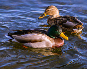 Duck and drake on the water 2