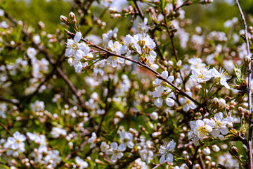 Blooming tree