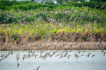 Black-tailed Godwit in Mai Po Marshes, Hong Kong (Formal Name: Limosa limosa)