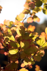 Beautiful autumn landscape with yellow trees and sun. Colorful foliage in the park. Falling leaves natural background .Autumn season concept