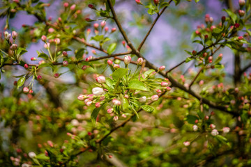 Obraz premium Blooming ranetka in the spring