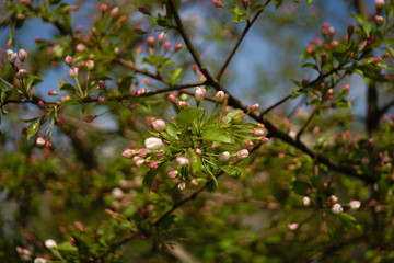 Spring. Ranetka is blooming.