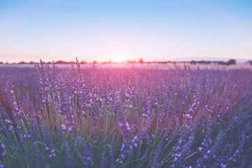 Sun is setting over a beautiful purple lavender filed in Valensole. Provence, France. Selective focus on lavender flower in flower field. Lavender flowers lit by sunlight.