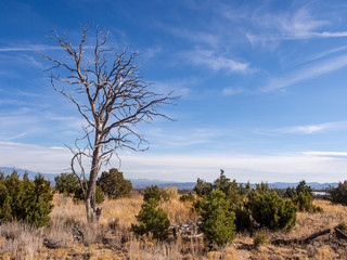 Obraz premium lone tree 2