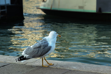 lonely seagull walking along the promenade against the backdrop of the water