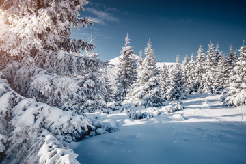 Gorgeous white spruces on a frosty day. Location Carpathian national park, Ukraine, Europe.