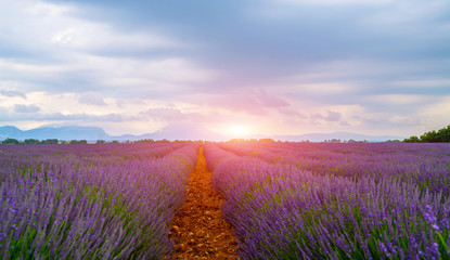 Naklejka na ściany i meble Panorama field lavender morning summer blur background. Spring lavender background. Flower background. Shallow depth of field.