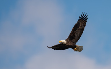 bald eagle in flight - Powered by Adobe