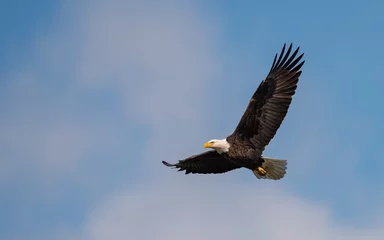  bald eagle in flight © Harry Collins